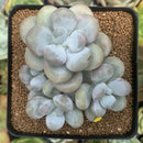 Pachyphytum 'Oviferum' sp. 3" Cluster Succulent Plant