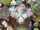 Cotyledon 'Orbiculata' 3"-4" Succulent Plant