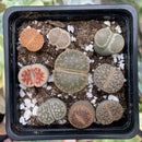 Collection of Lithops 2" (x9 Lithops) Succulent Plant