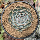 Echeveria 'Lonely Heart' 4" Large Succulent Plant