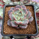 Echeveria 'Cindy' 1"-2" Succulent Plant