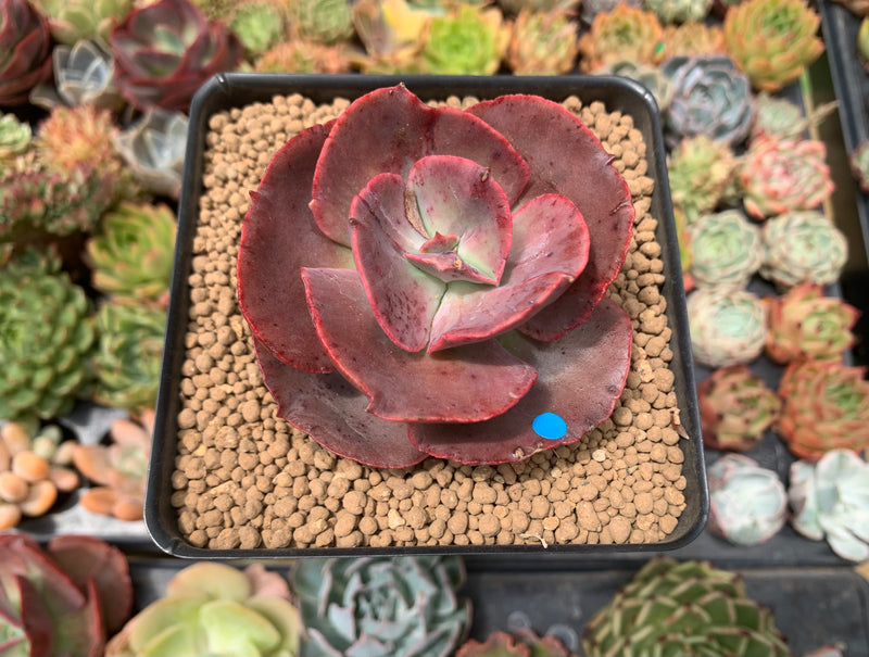 does succulent grow big Echeveria 'Big Red' 2"-3" Succulent Plant – True Succulents Plant Co