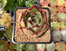 Echeveria Agavoides 'Maria' 2"-3" Succulent Plant