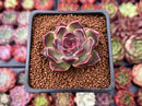 Echeveria 'Fushike' 1" Succulent Plant