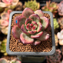 Echeveria Agavoides 'Tim' 1" Succulent Plant