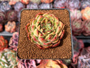 Echeveria 'Podelans' 2" Succulent Plant
