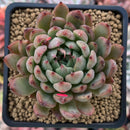 Echeveria Agavoides 'Enita' 2" Succulent Plant