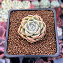 Echeveria 'Malgan' 1" Succulent Plant