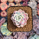Echeveria sp. 1" Succulent Plant