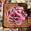 Echeveria 'Rainbow' Variegated 2"-3" Succulent Plant