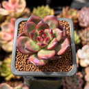 Echeveria Agavoides 'Tim' 1" Succulent Plant