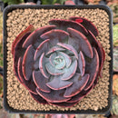 Echeveria 'Muesli' 3" Succulent Plant