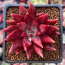 Echeveria Agavoides 'Fire Eagle' 2" New Hybrid Succulent Plant