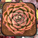 Echeveria 'Shallot' 4"-5" Succulent Plant