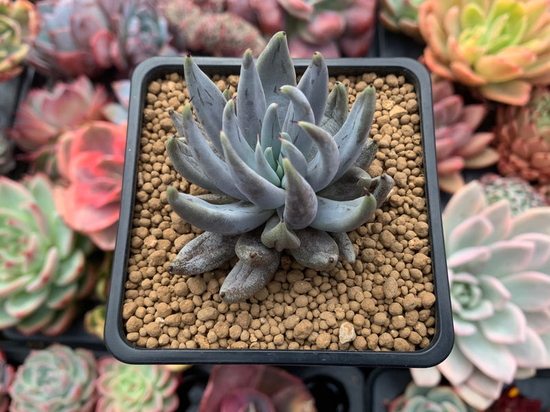 unguiculata succulent Echeveria 'Unguiculata' 2"-3" Succulent Plant – True Succulents Plant Co