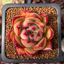 Echeveria Agavoides 'Chairman' 2" Succulent Plant