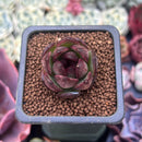 Echeveria 'Black Tiger' 1" Succulent Plant