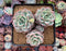 Echeveria 'Ice Love' Lightly Variegated 4"-5" Succulent Plant