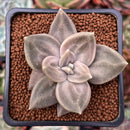 Echeveria 'Xichuensis' 2" Succulent Plant
