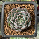 Echeveria 'Mata' 1" New Hybrid Succulent Plant