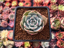 Echeveria 'Steel Heart' 2" Succulent Plant
