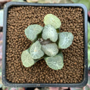 Haworthia Maughanii sp. 1" Succulent Plant