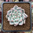 Echeveria 'Shakino' 1"-2" Seed-grown Succulent Plant