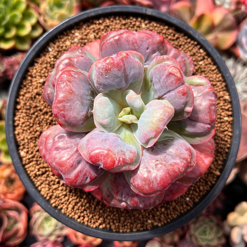 delightful succulents Echeveria 'Hearts Delight' 4" Succulent Plant