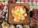 Echeveria 'Blade Runner' 2" Succulent Plant