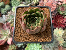 Echeveria Agavoides 'Sarabony' 2" Succulent Plant