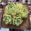Echeveria Agavoides 'St.Louis' 5" Cluster Succulent Plant
