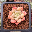 Echeveria 'Pink Top' 1" Succulent Plant