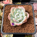 Echeveria 'Icy Green' 1" Succulent Plant