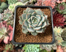 Echeveria 'White Gold' 2" Succulent Plant