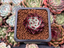 Echeveria 'Sarahime' 1" Succulent Plant