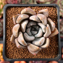 Echeveria 'Jinjuhee' 2" Powdery Succulent Plant