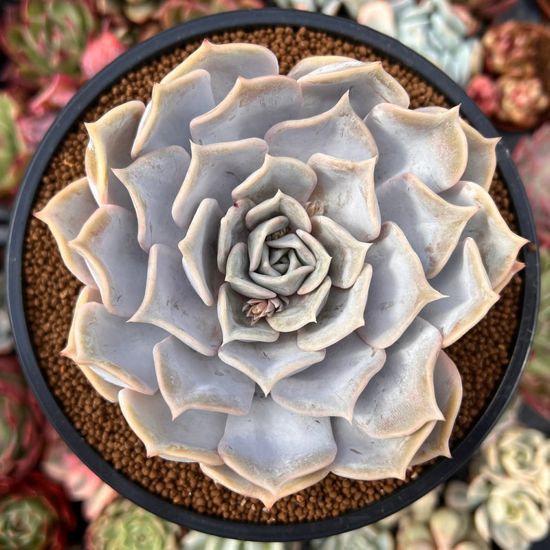 gray succulent plant Echeveria 'Lilacina' 4" Large Cutting Succulent Plant – True Succulents  Plant Co