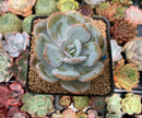 Echeveria 'Cream Tea' 2" Powdery Succulent Plant