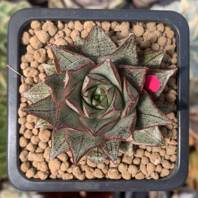 purpusorum succulent Echeveria 'Purpusorum' White Form 1" Succulent Plant – True Succulents Plant Co
