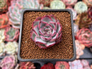 Echeveria 'Eyeline Choco' 1" Succulent Plant