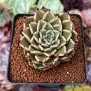Echeveria Agavoides 'Sarabony' 2" Succulent Plant