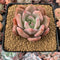 Echeveria Agavoides 'Pink Champaign' 2" Succulent Plant