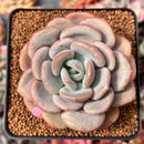 Echeveria 'Ice Cream' 2"-3" Succulent Plant