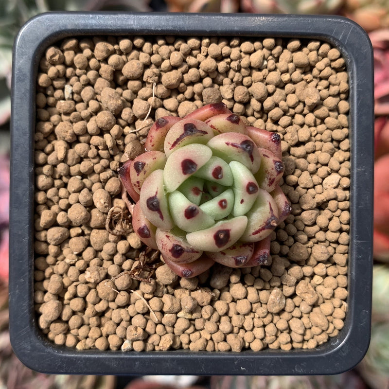 black cat succulent Echeveria Agavoides 'Black Cat' 1