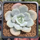 Echeveria 'Soulmint' 2" Succulent Plant