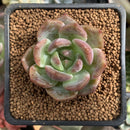 Echeveria 'Salmon' 1" Succulent Plant