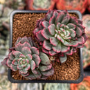 Echeveria 'Miracle' Variegated 2" Cluster Succulent Plant