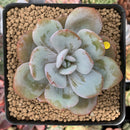 Echeveria 'Cream Tea' 2" Powdery Succulent Plant