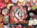 Echeveria 'Pineking' 2" Succulent Plant