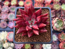 Echeveria Agavoides 'Fire Eagle' 2" New Hybrid Succulent Plant